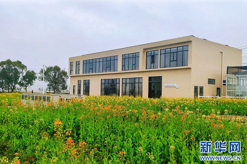 飞阅中国丨油菜花田绽放 美丽经济